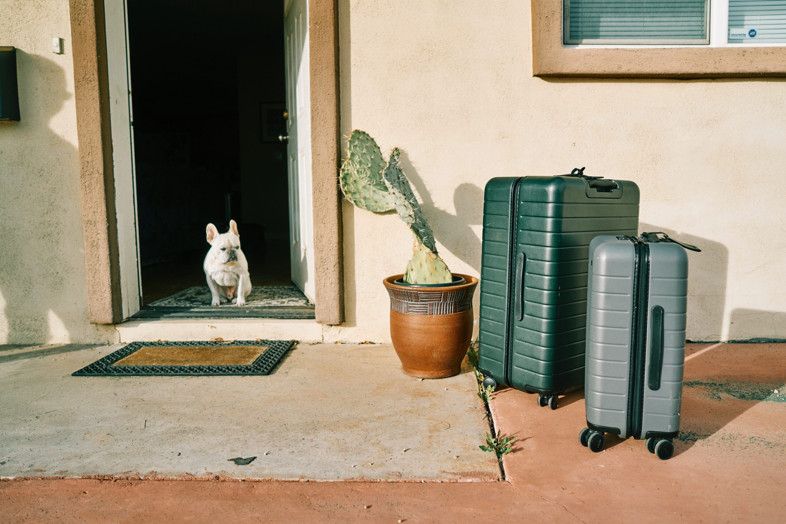 dog watching two suitcases